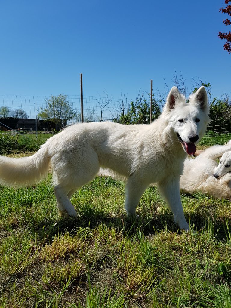 Les Berger Blanc Suisse de l'affixe du Domaine de Nox'well