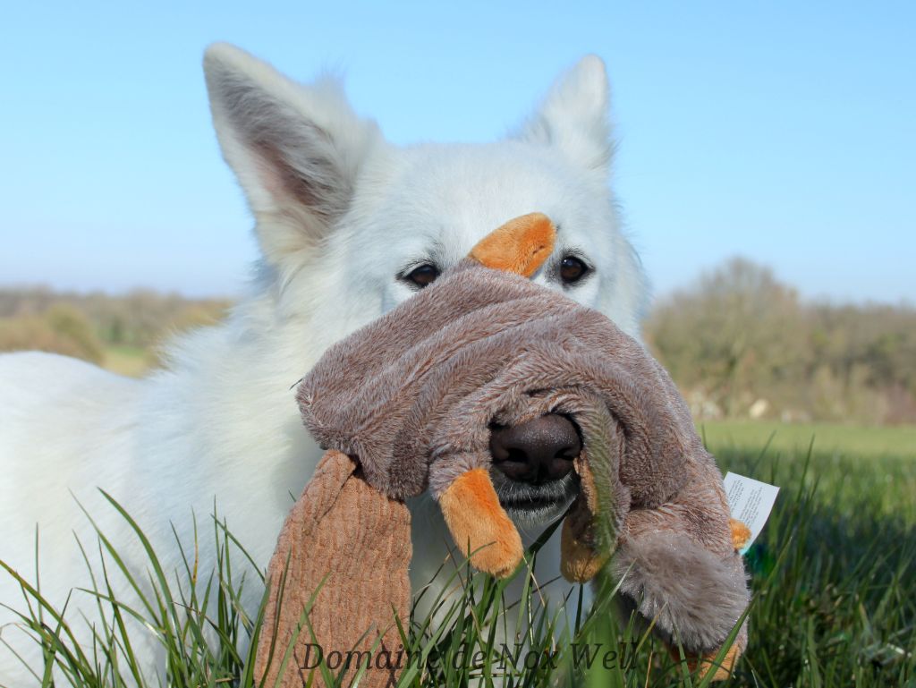 Tesla Des Loups Ariegeois