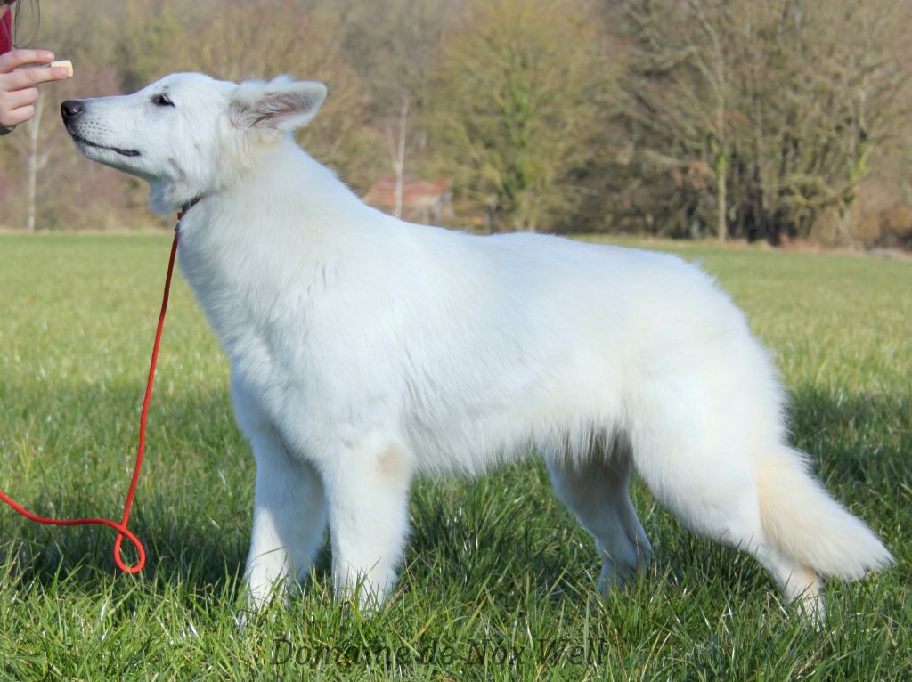 Tesla Des Loups Ariegeois