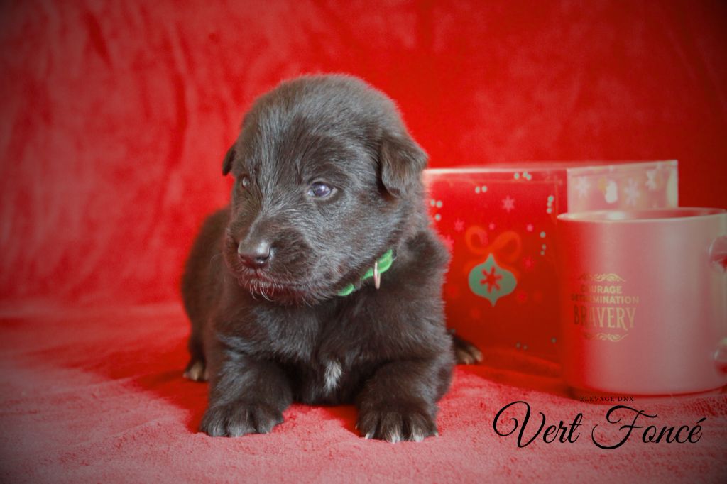 du Domaine de Nox'well - Chiot disponible  - Berger Belge