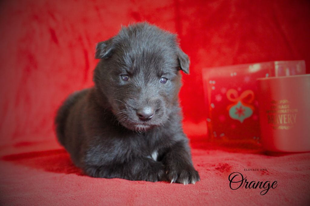 du Domaine de Nox'well - Chiot disponible  - Berger Belge