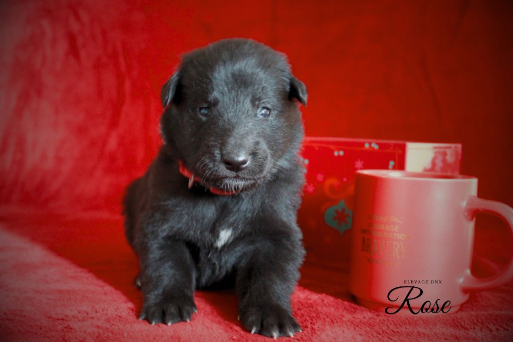 du Domaine de Nox'well - Chiot disponible  - Berger Belge