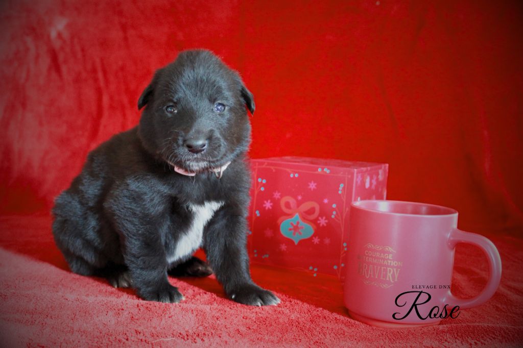 du Domaine de Nox'well - Chiot disponible  - Berger Belge