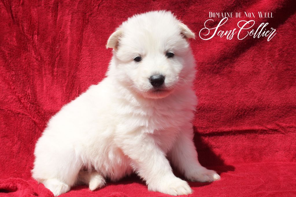 du Domaine de Nox'well - Chiot disponible  - Berger Blanc Suisse