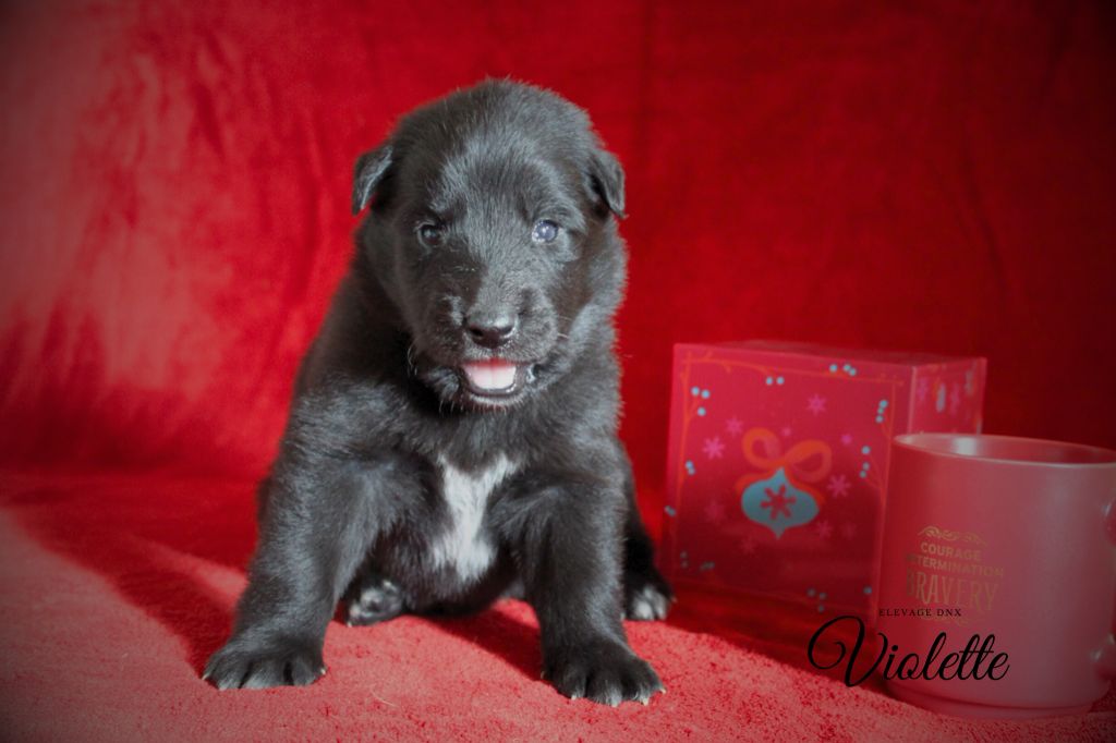 du Domaine de Nox'well - Chiot disponible  - Berger Belge