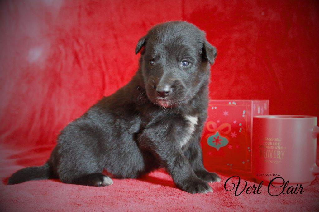 du Domaine de Nox'well - Chiot disponible  - Berger Belge