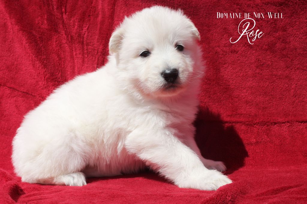 du Domaine de Nox'well - Chiot disponible  - Berger Blanc Suisse