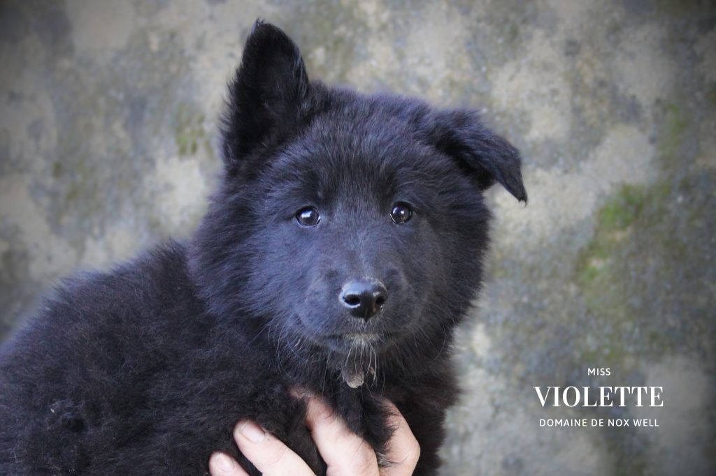 du Domaine de Nox'well - Chiot disponible  - Berger Belge