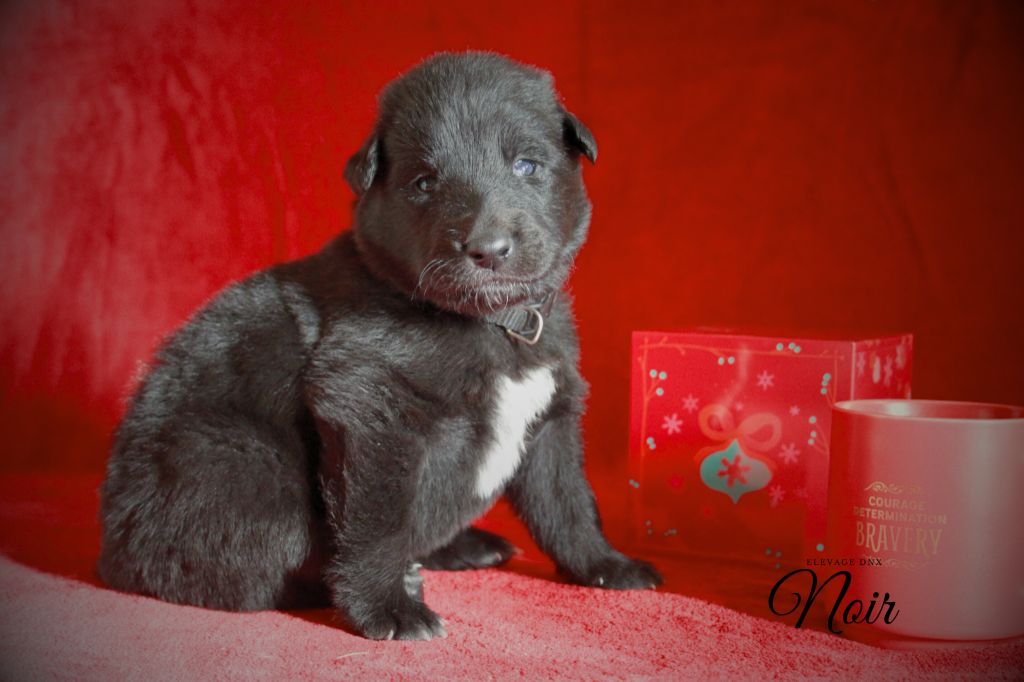 du Domaine de Nox'well - Chiot disponible  - Berger Belge