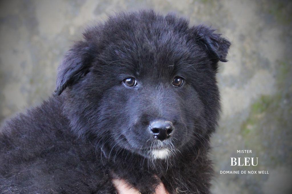 du Domaine de Nox'well - Chiot disponible  - Berger Belge