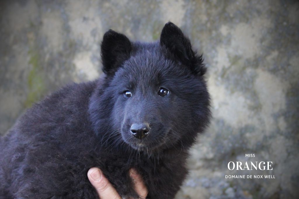 du Domaine de Nox'well - Chiot disponible  - Berger Belge