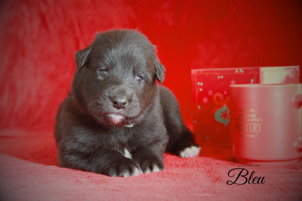 du Domaine de Nox'well - Chiot disponible  - Berger Belge