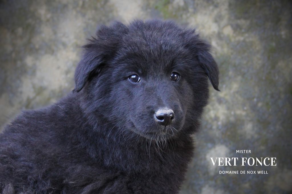 du Domaine de Nox'well - Chiot disponible  - Berger Belge