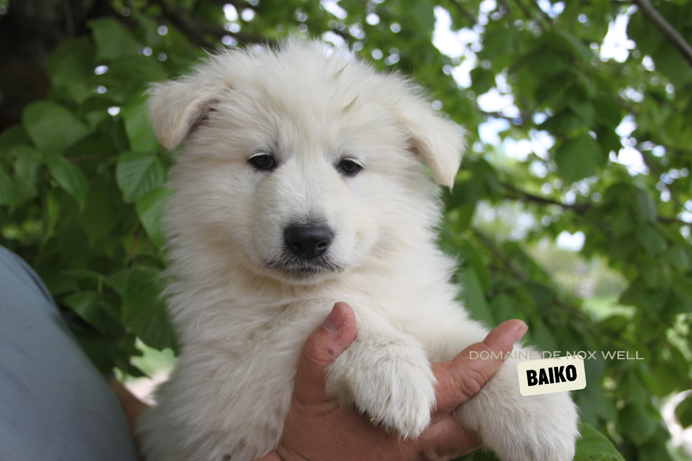 Chiots dipsonibles