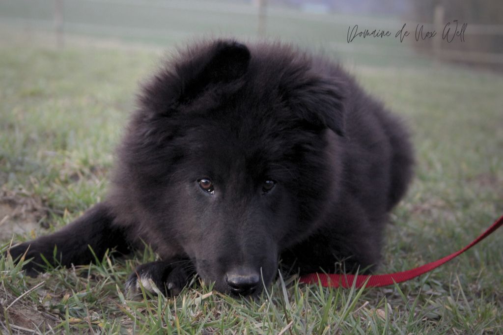 Chiots Groenendaels LOF disponibles