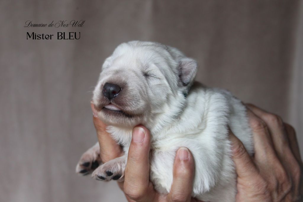 du Domaine de Nox'well - Chiots disponibles - Berger Blanc Suisse