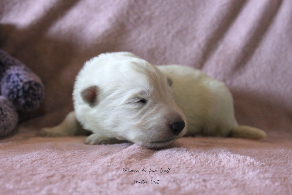 du Domaine de Nox'well - Chiots disponibles - Berger Blanc Suisse