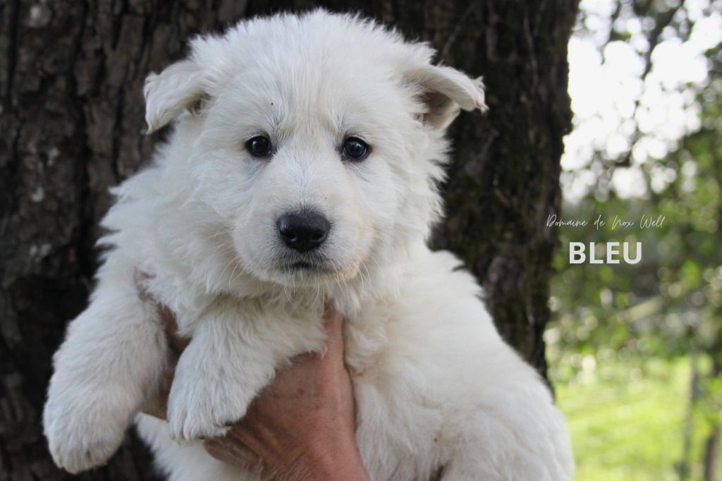 du Domaine de Nox'well - Chiots disponibles - Berger Blanc Suisse