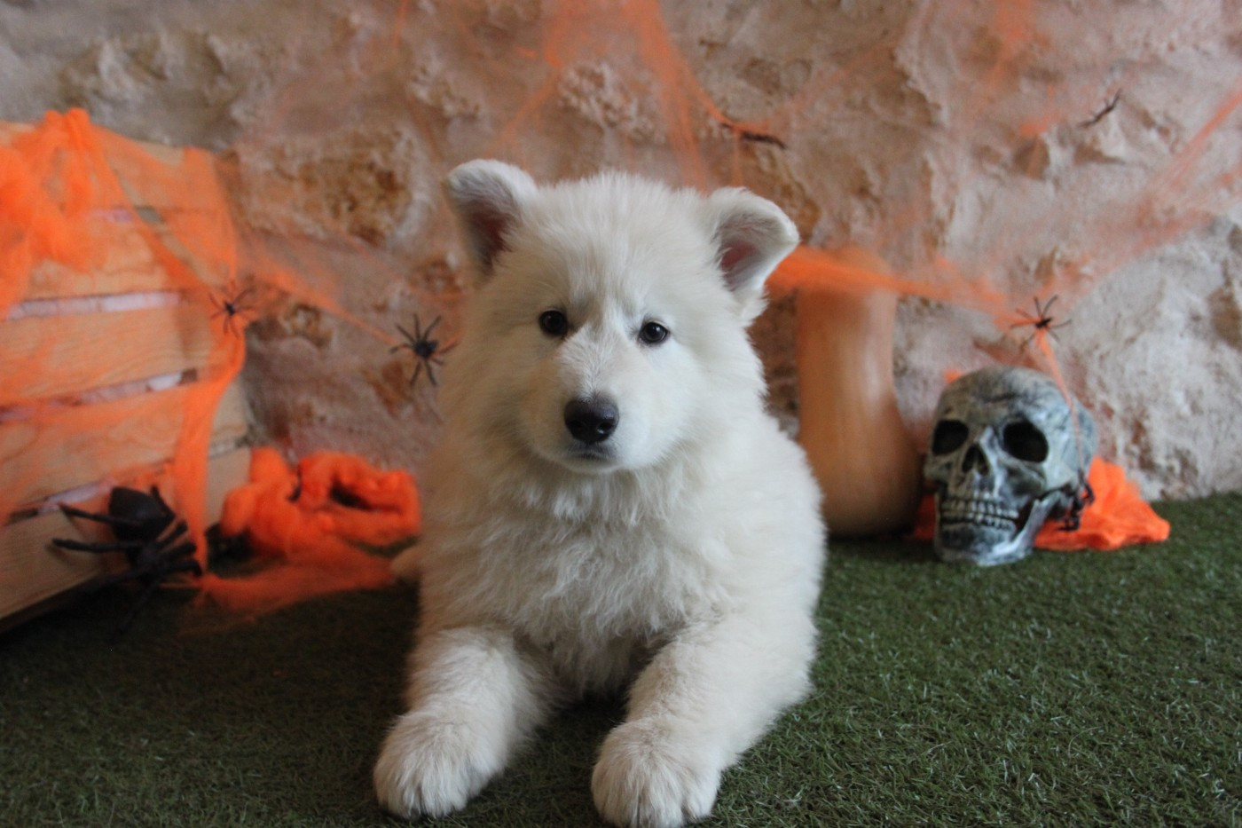 du Domaine de Nox'well - Chiots disponibles - Berger Blanc Suisse