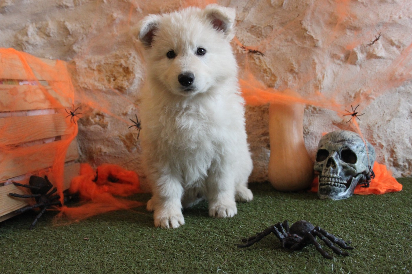 du Domaine de Nox'well - Chiots disponibles - Berger Blanc Suisse