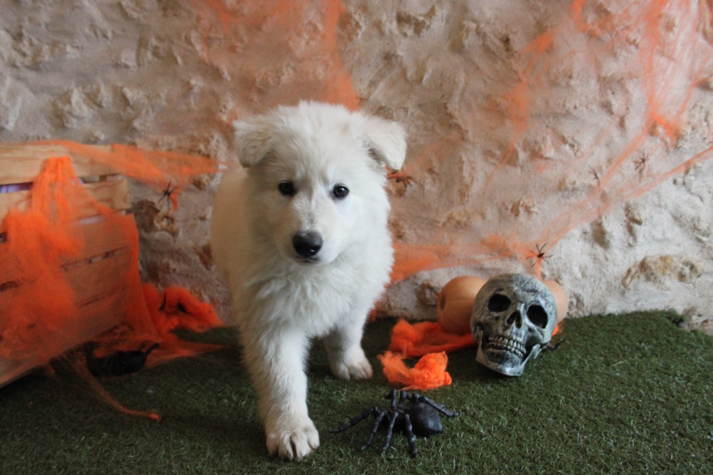 du Domaine de Nox'well - Chiots disponibles - Berger Blanc Suisse