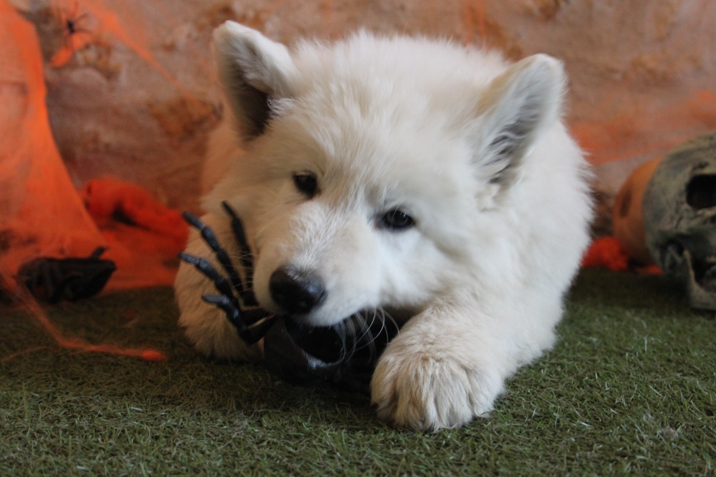 du Domaine de Nox'well - Chiots disponibles - Berger Blanc Suisse