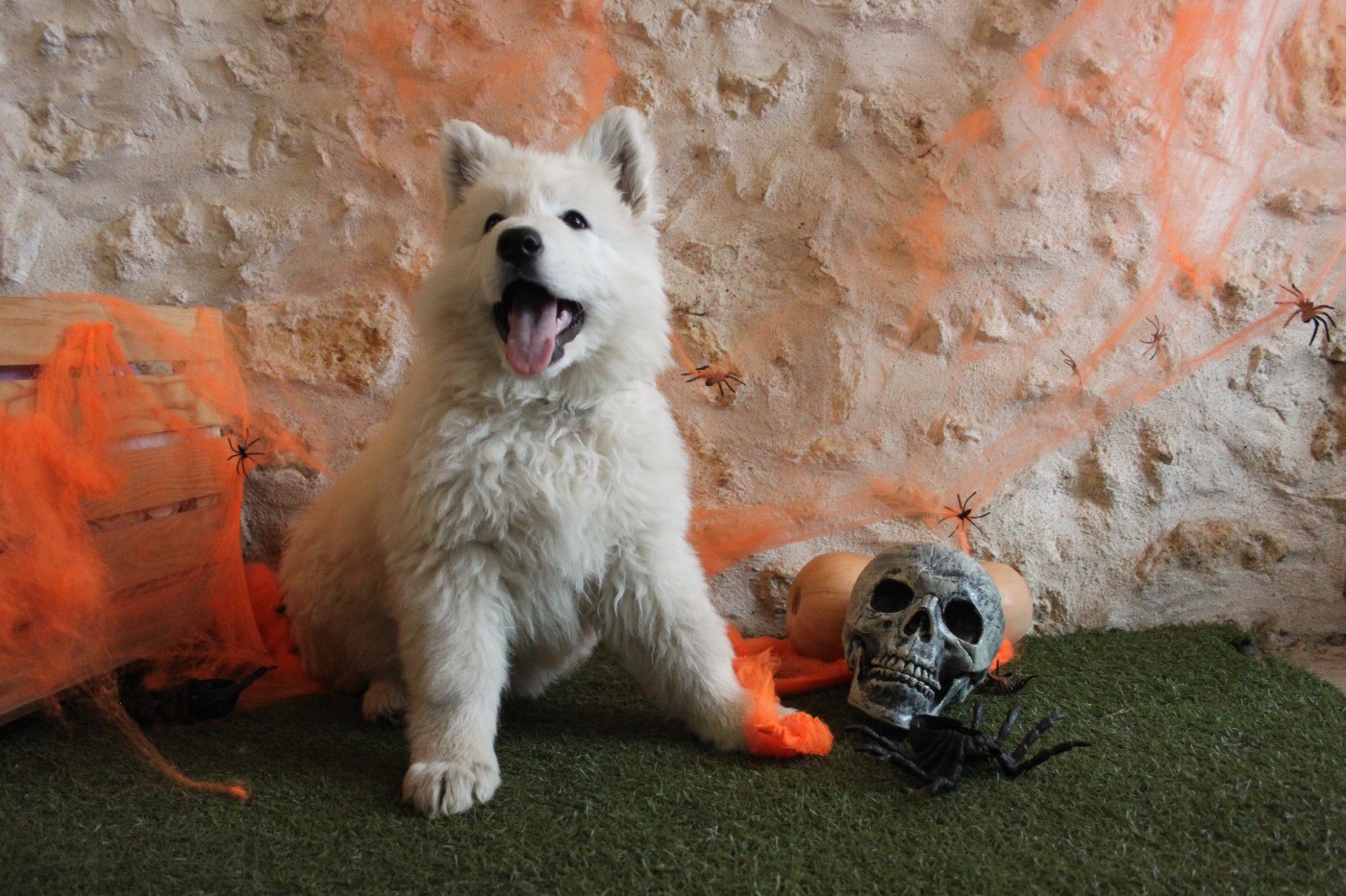 du Domaine de Nox'well - Chiots disponibles - Berger Blanc Suisse