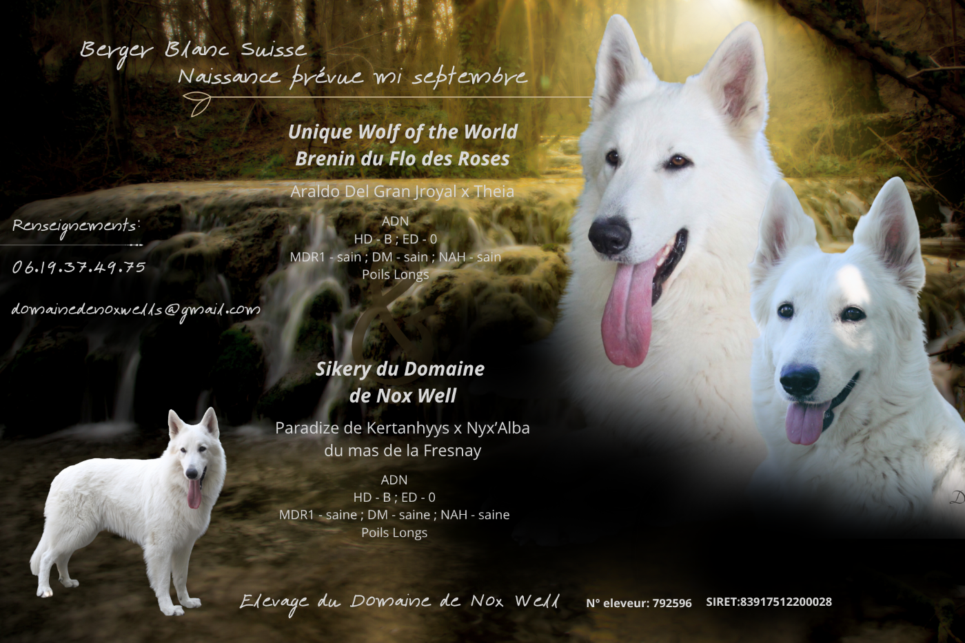 du Domaine de Nox'well - Berger Blanc Suisse - Portée née le 28/08/2025