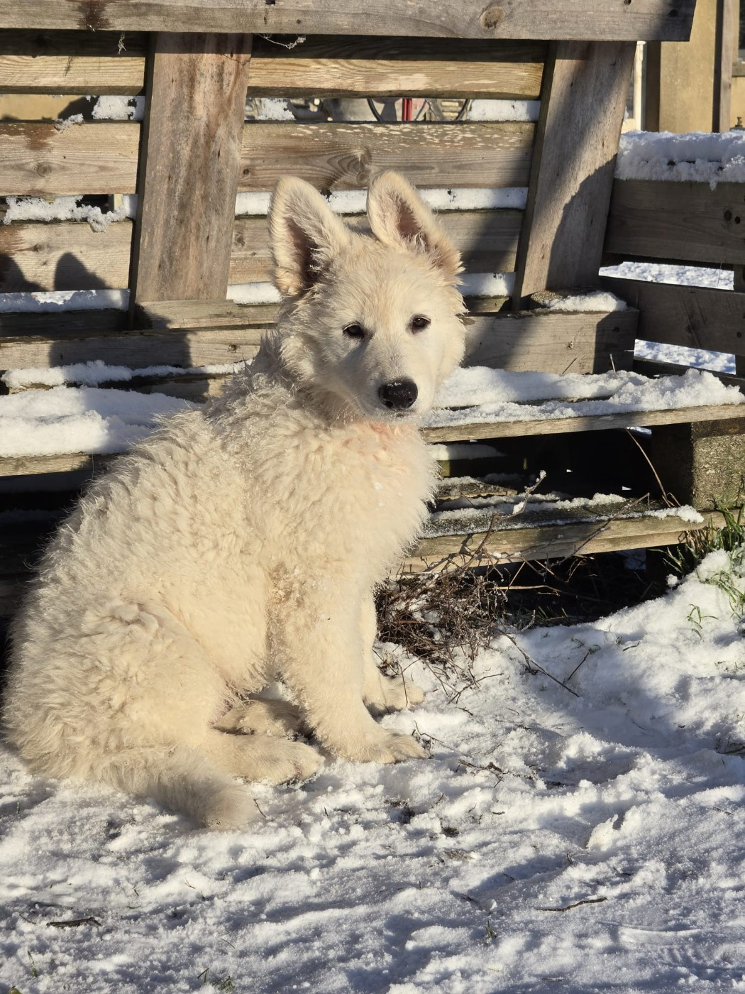 du Domaine de Nox'well - Chiots disponibles - Berger Blanc Suisse
