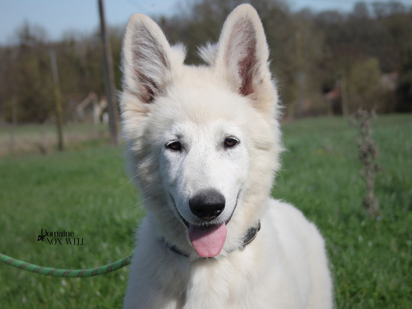 du Domaine de Nox'well - Chiots disponibles - Berger Blanc Suisse