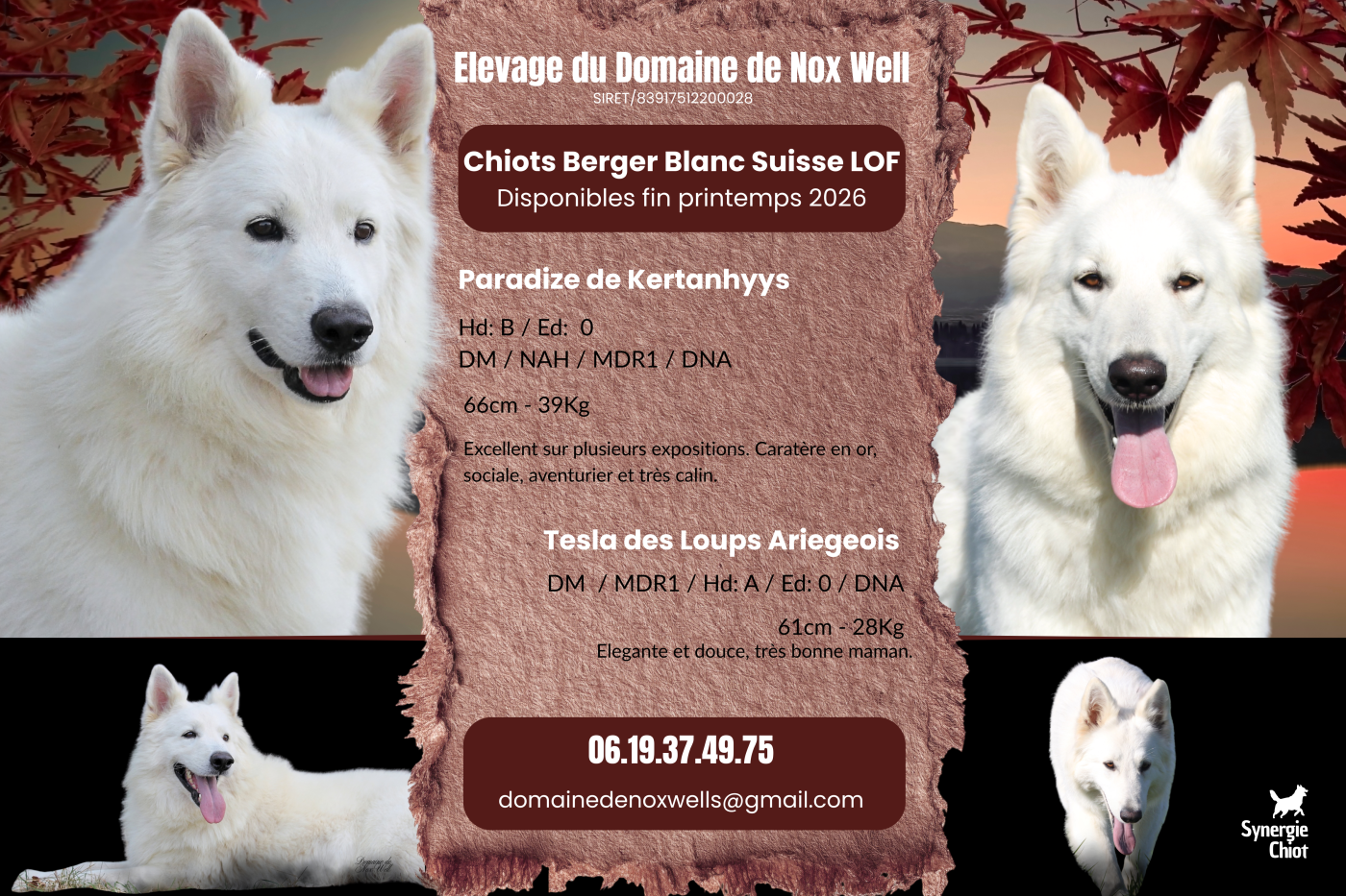 du Domaine de Nox'well - Berger Blanc Suisse - Portée née le 24/02/2026