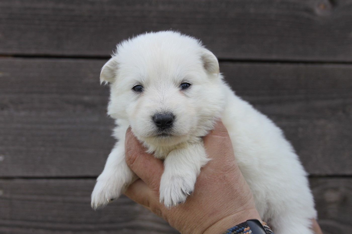 du Domaine de Nox'well - Chiots disponibles - Berger Blanc Suisse