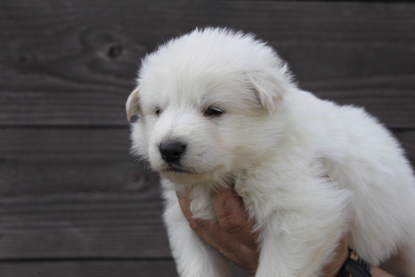 du Domaine de Nox'well - Chiots disponibles - Berger Blanc Suisse