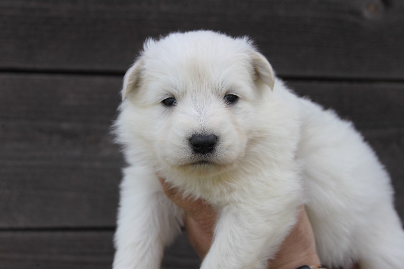 du Domaine de Nox'well - Chiots disponibles - Berger Blanc Suisse