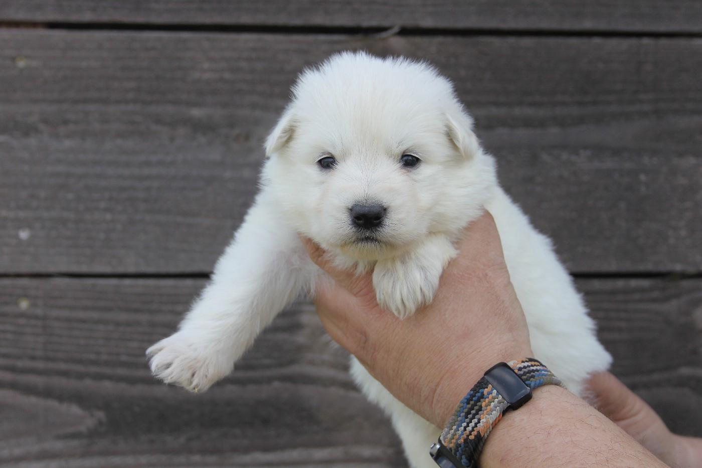 du Domaine de Nox'well - Chiots disponibles - Berger Blanc Suisse