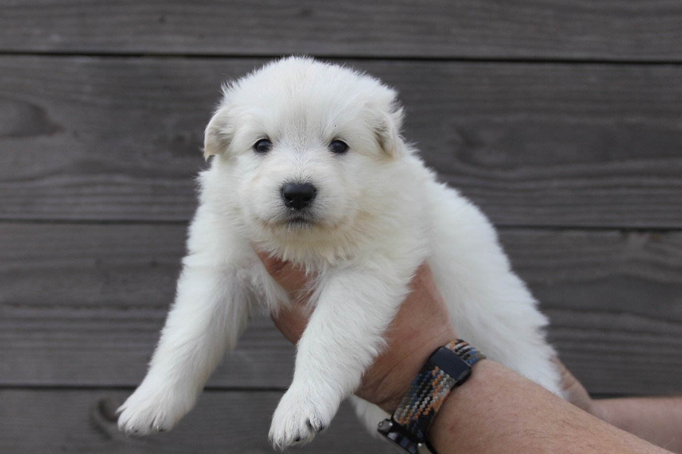 du Domaine de Nox'well - Chiots disponibles - Berger Blanc Suisse