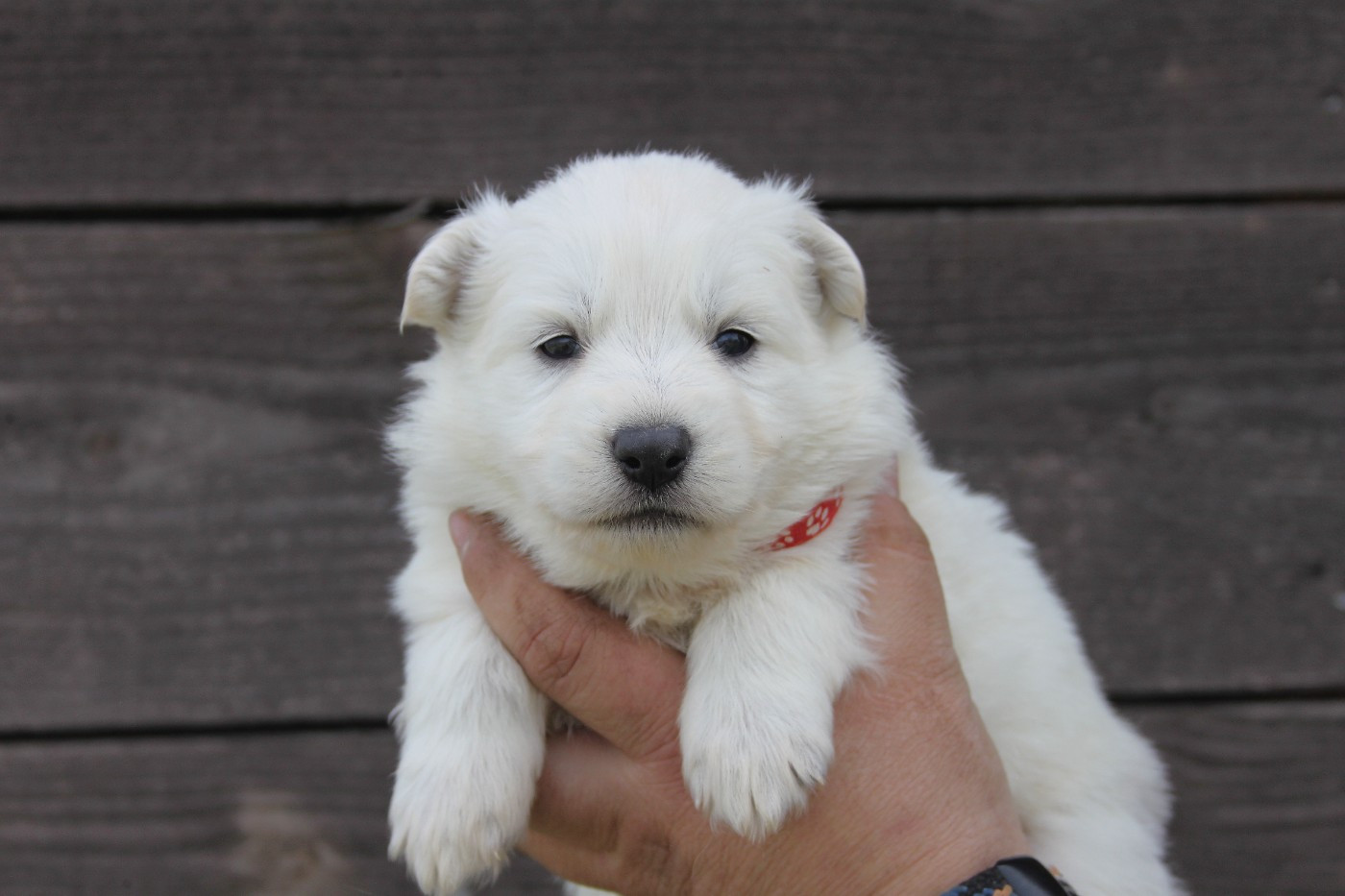 du Domaine de Nox'well - Chiots disponibles - Berger Blanc Suisse