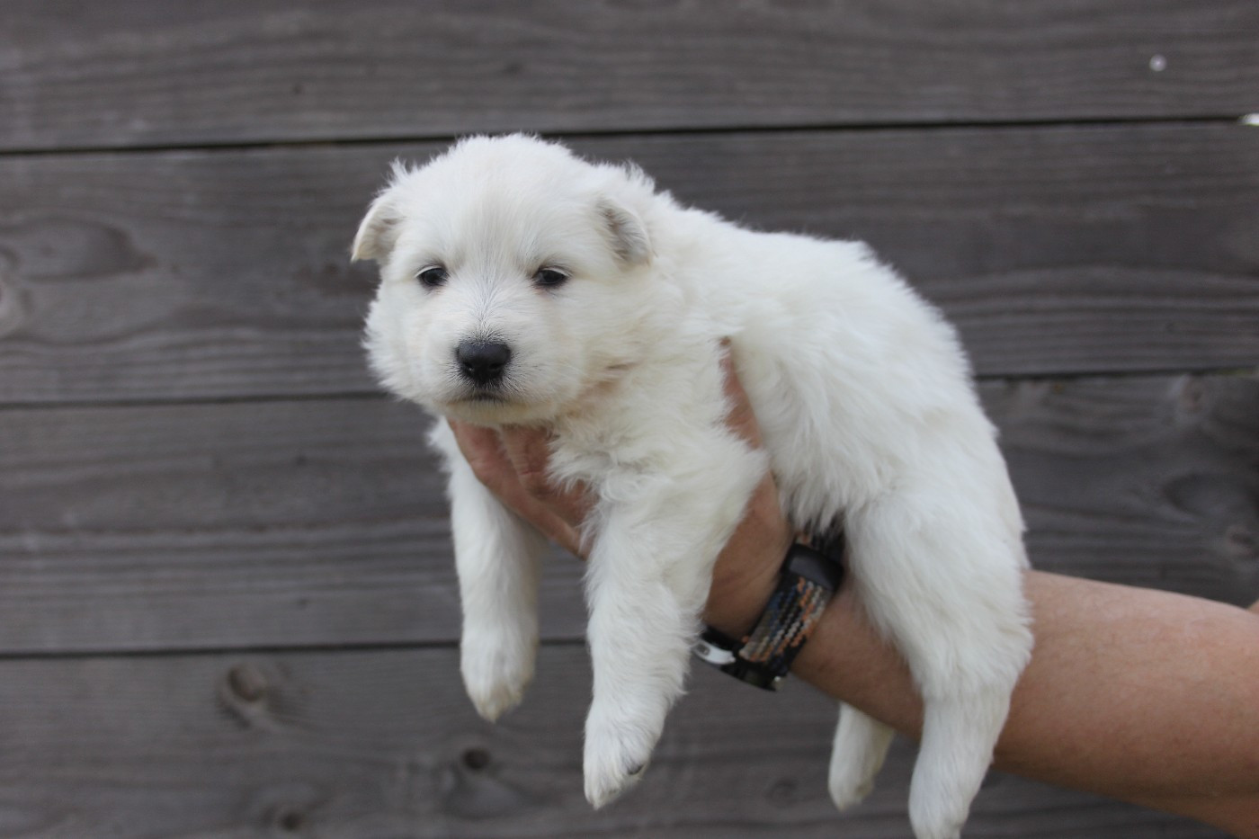 du Domaine de Nox'well - Chiots disponibles - Berger Blanc Suisse