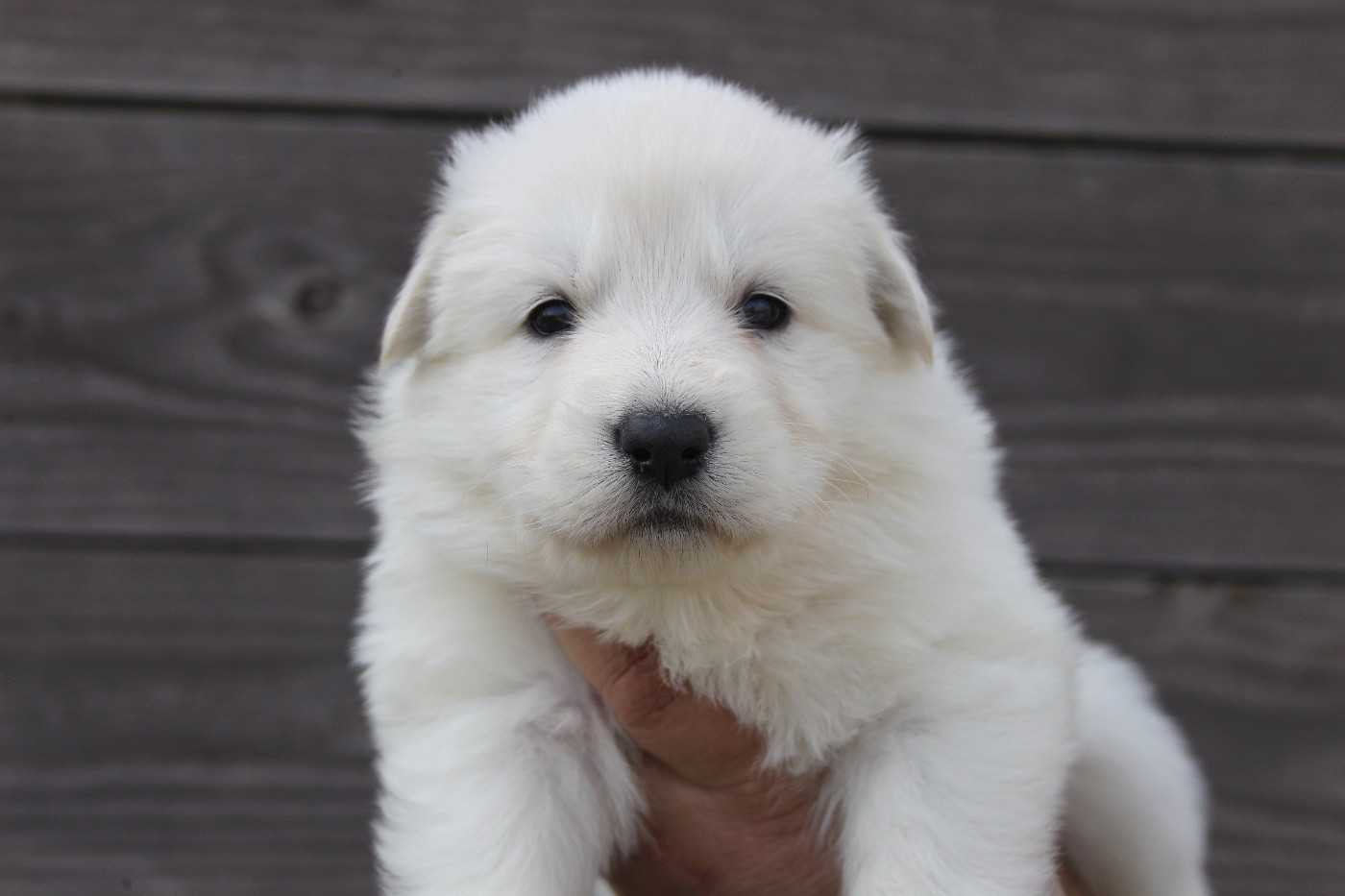 du Domaine de Nox'well - Chiots disponibles - Berger Blanc Suisse