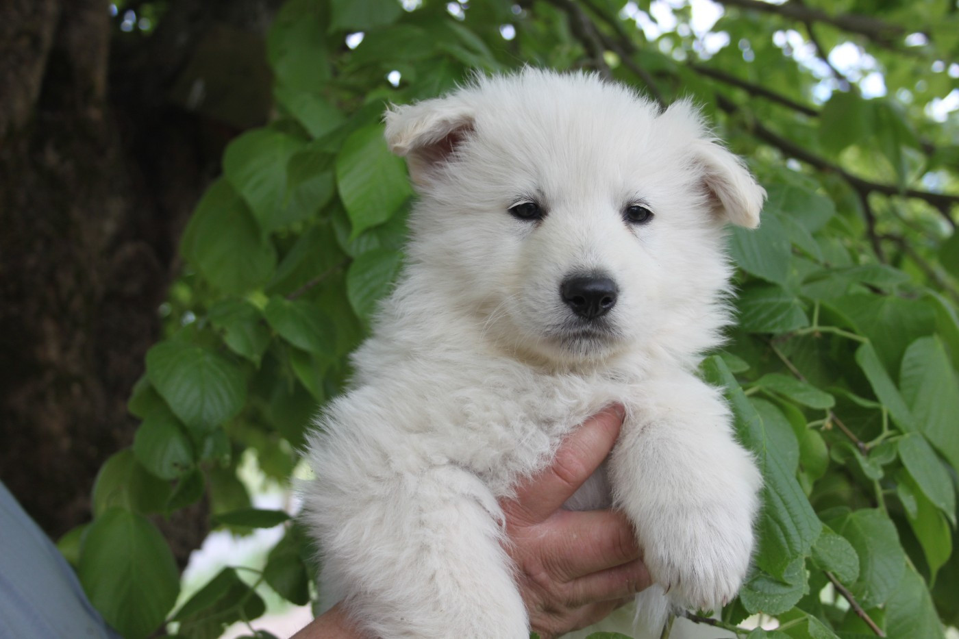 du Domaine de Nox'well - Chiots disponibles - Berger Blanc Suisse