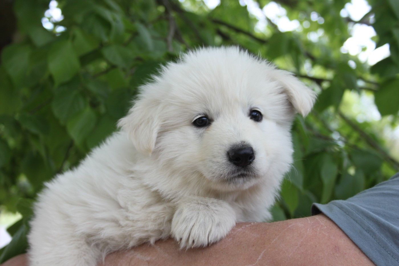du Domaine de Nox'well - Chiots disponibles - Berger Blanc Suisse