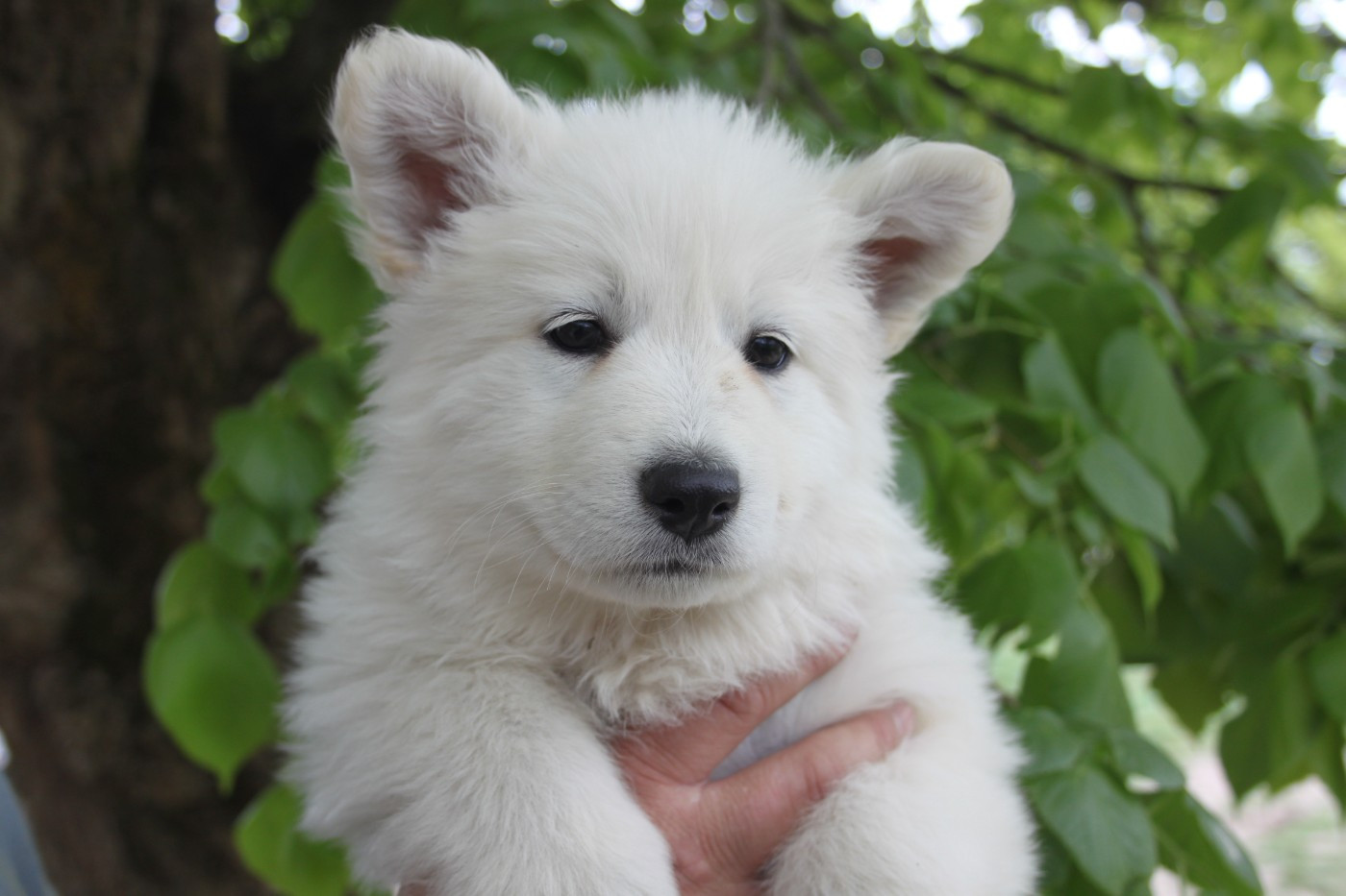 du Domaine de Nox'well - Chiots disponibles - Berger Blanc Suisse