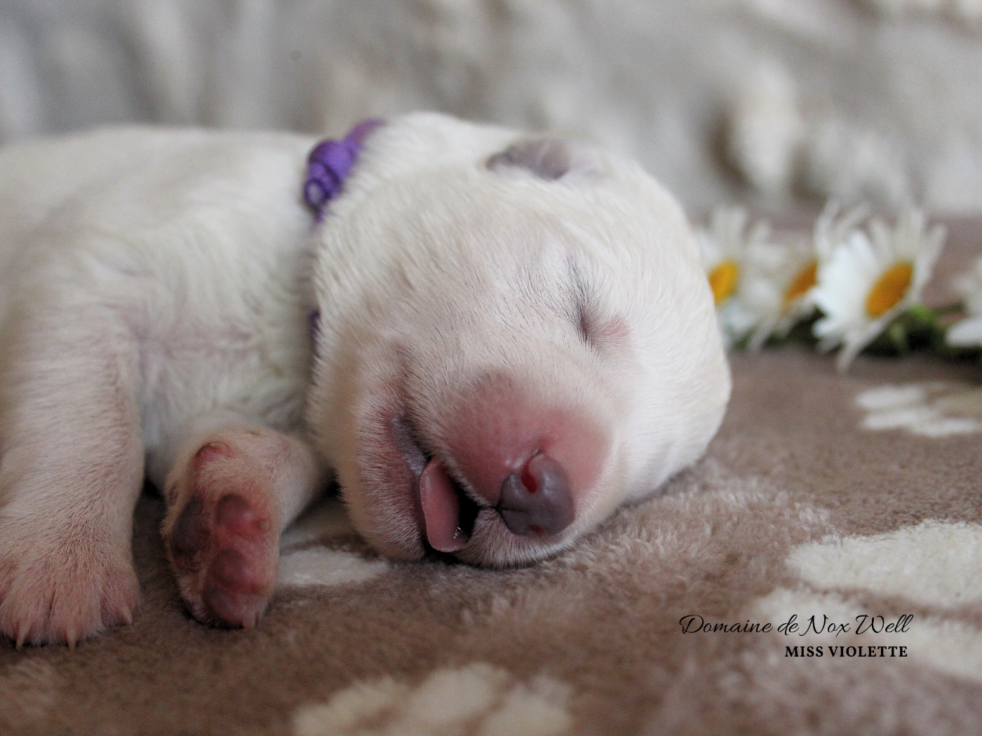du Domaine de Nox'well - Chiots disponibles - Berger Blanc Suisse