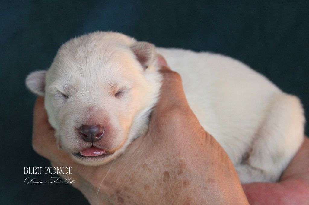 du Domaine de Nox'well - Chiots disponibles - Berger Blanc Suisse