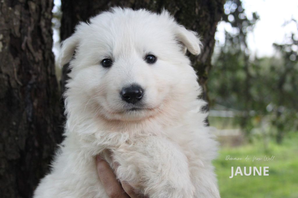 du Domaine de Nox'well - Chiots disponibles - Berger Blanc Suisse