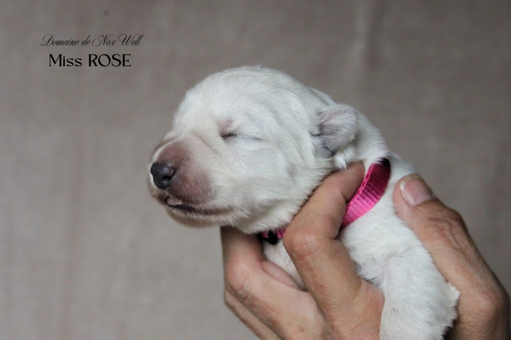 du Domaine de Nox'well - Chiots disponibles - Berger Blanc Suisse