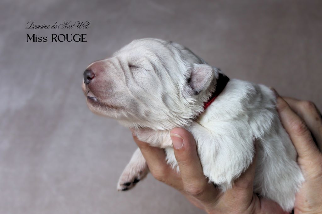 du Domaine de Nox'well - Chiots disponibles - Berger Blanc Suisse
