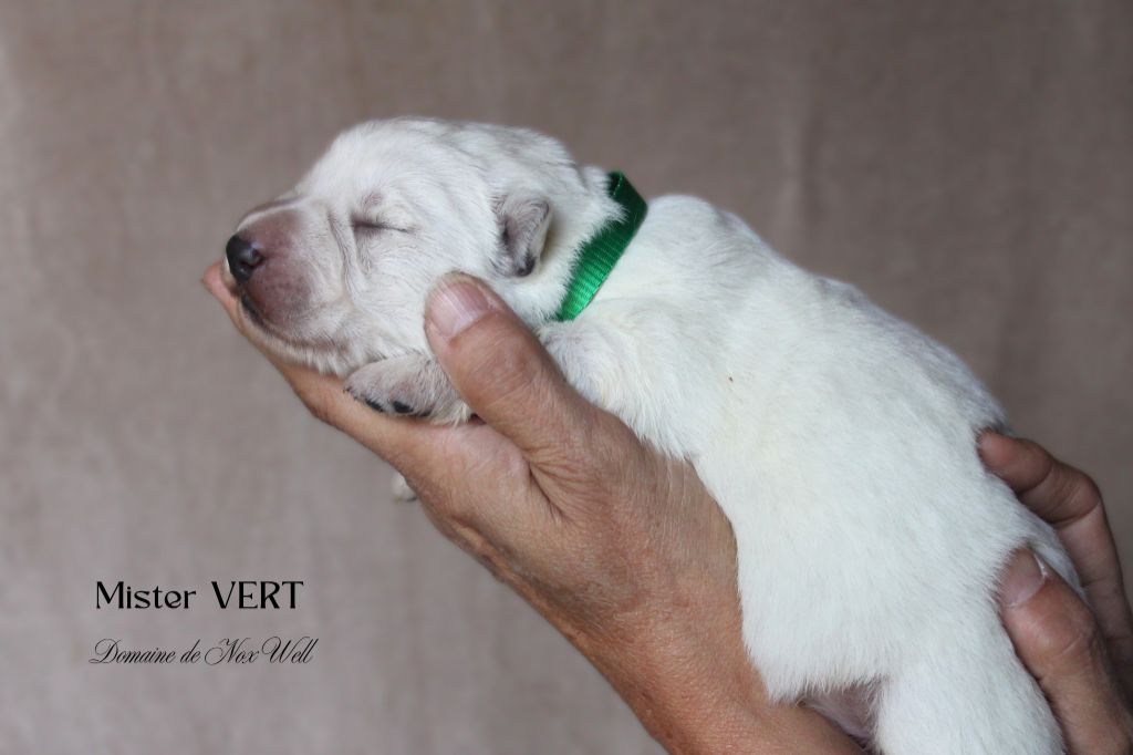 du Domaine de Nox'well - Chiots disponibles - Berger Blanc Suisse