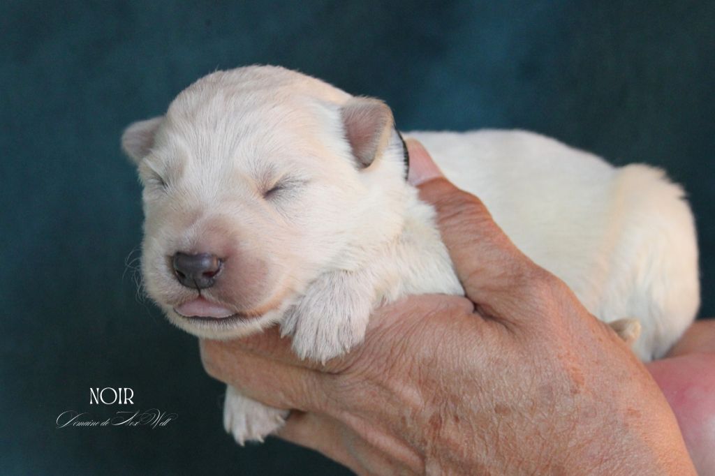 du Domaine de Nox'well - Chiots disponibles - Berger Blanc Suisse