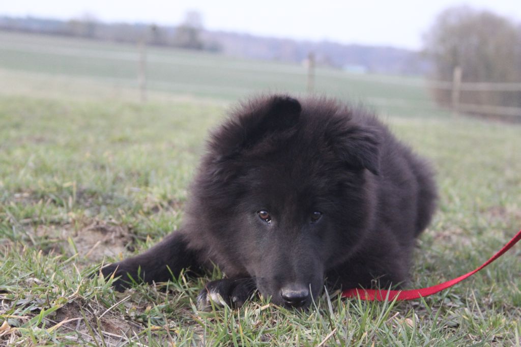 du Domaine de Nox'well - Chiots disponibles - Berger Belge